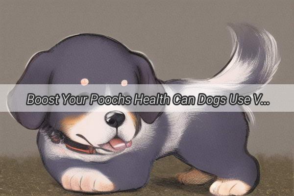 Boost Your Poochs Health Can Dogs Use Vitamin E Ointment